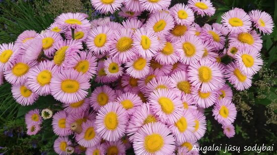 Šiušelė (Erigeron) 'Pink Jewel'